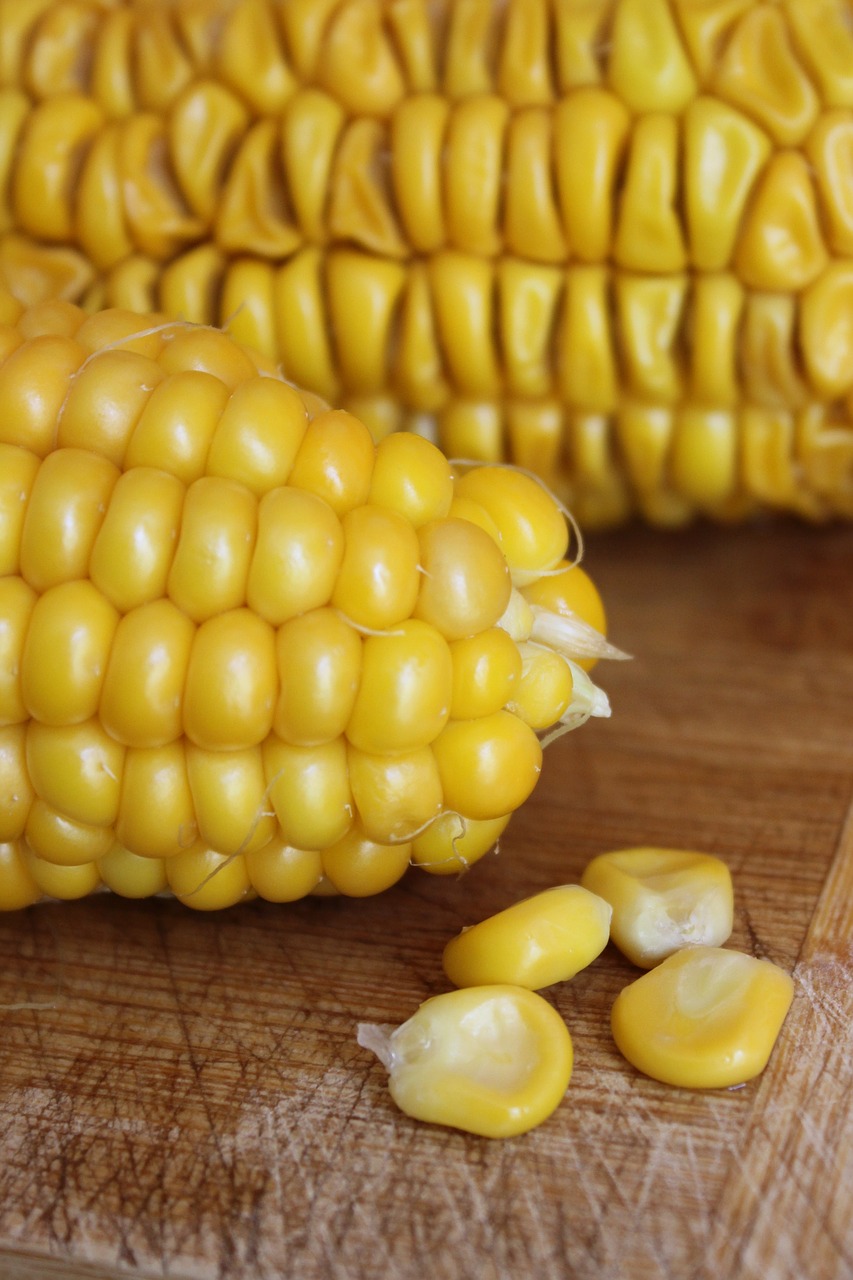 corn  close up  food free photo