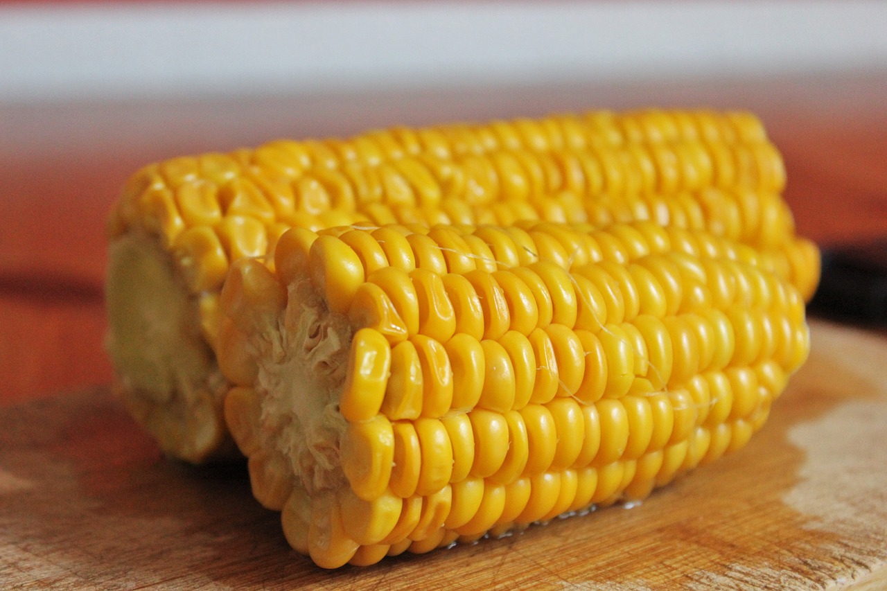 corn  close up  food free photo
