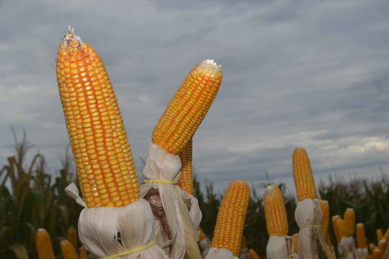 corn  paraná  plantation free photo