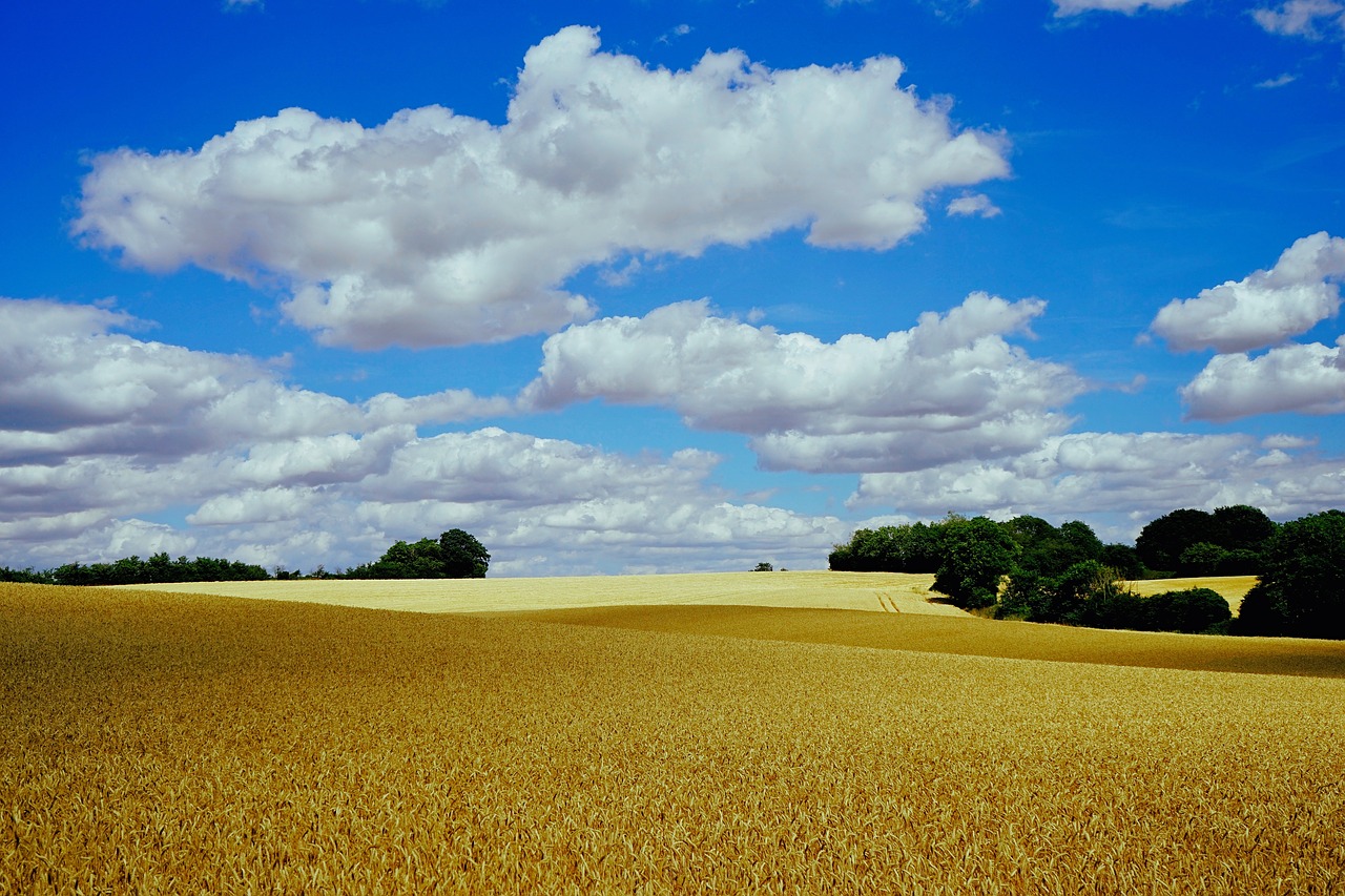 corn  field  summer free photo