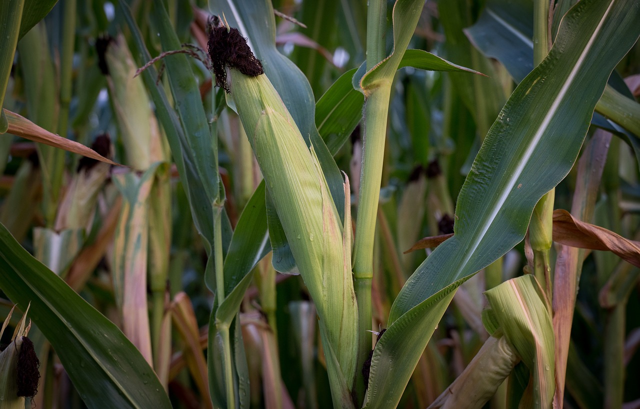 corn  corn on the cob  cornfield free photo