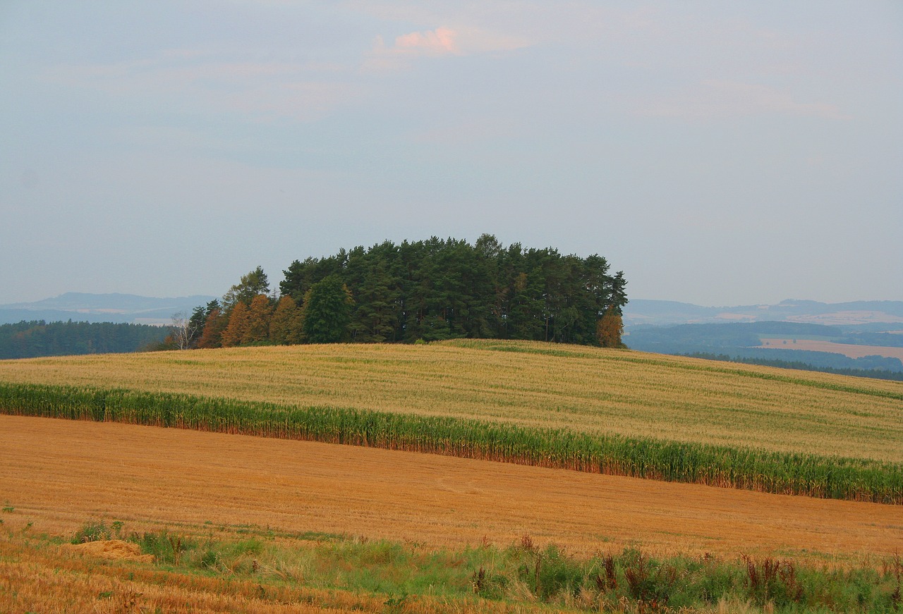 corn  field  czechia free photo