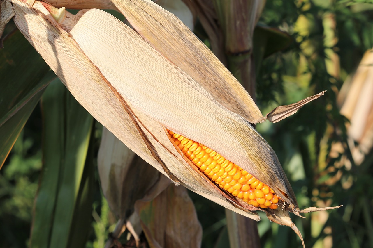 corn  plant  yellow free photo