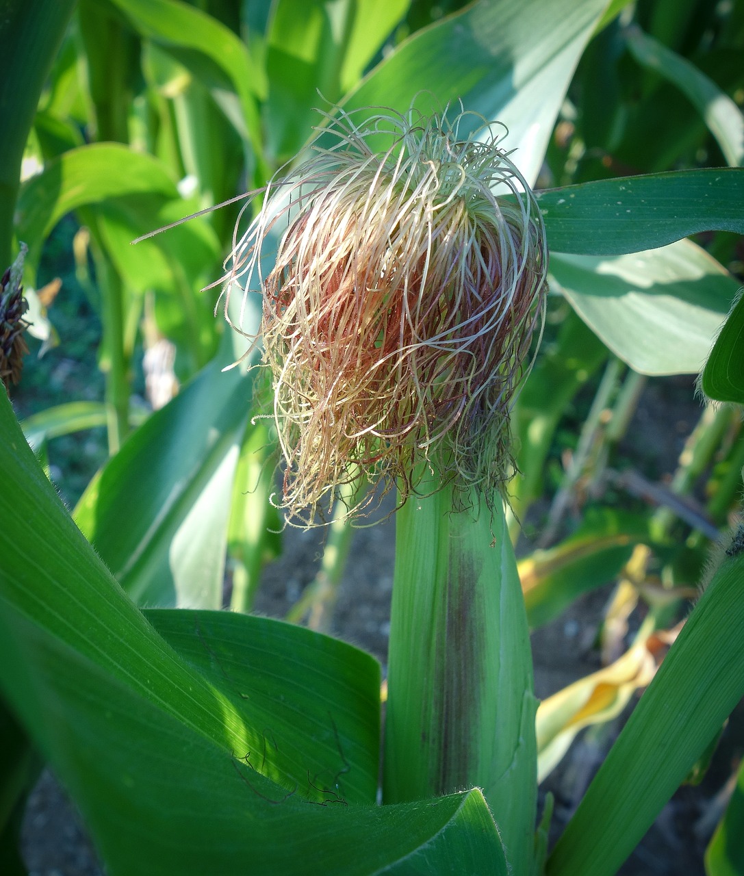 corn  corn on the cob  cornfield free photo