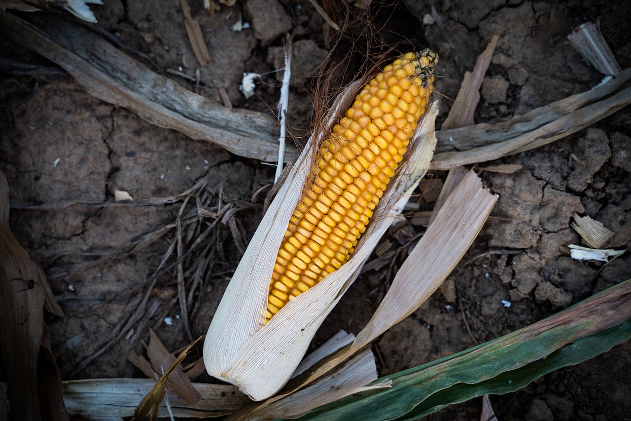 corn  corn on the cob  ripe free photo