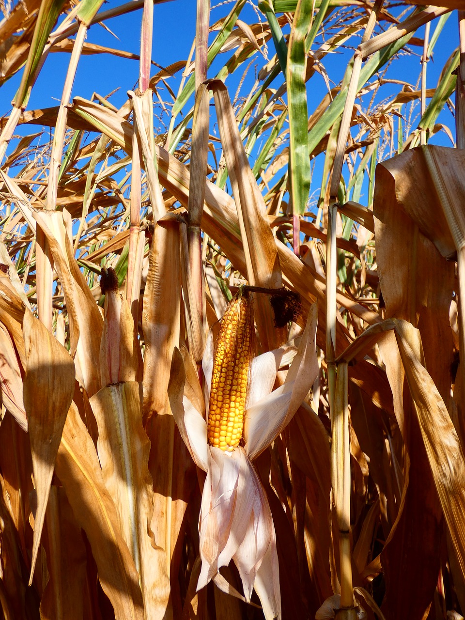 corn  harvest  field free photo