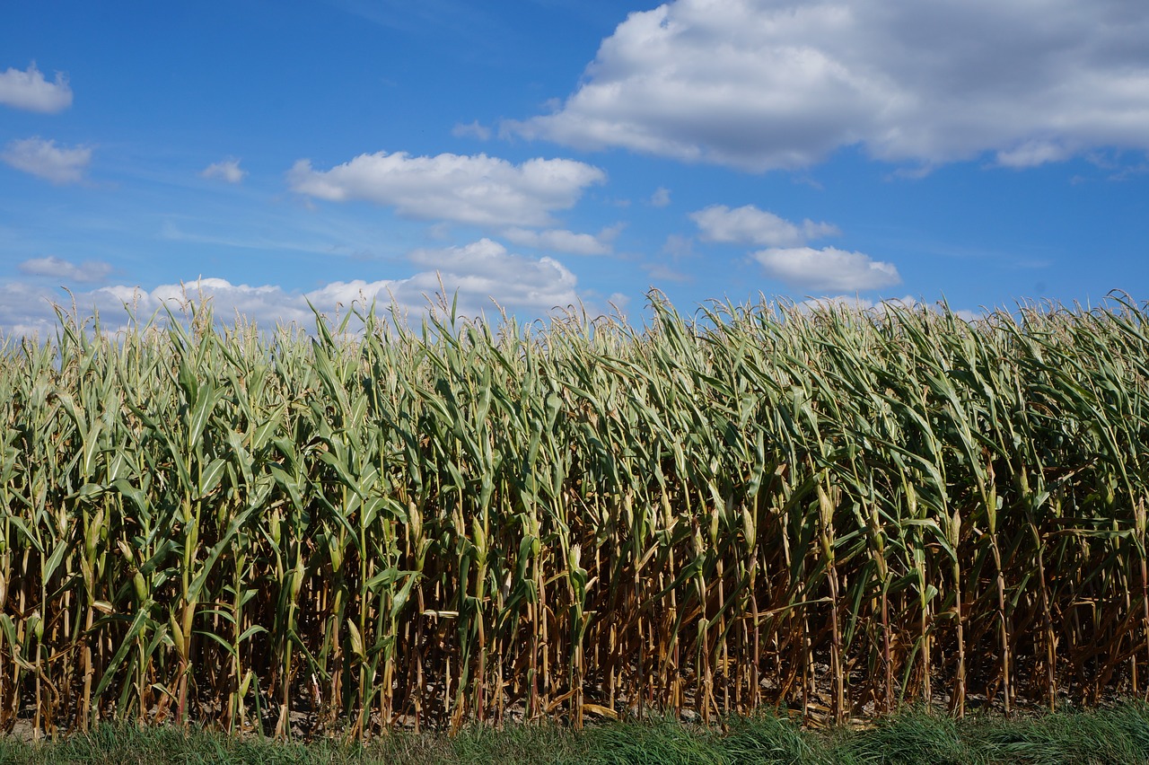 corn  landscape  agriculture free photo