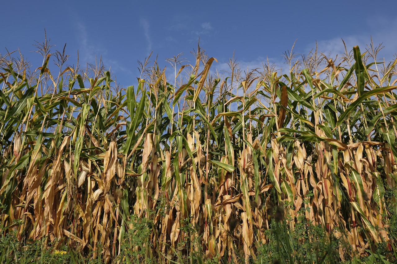 corn  corn plant  cornfield free photo