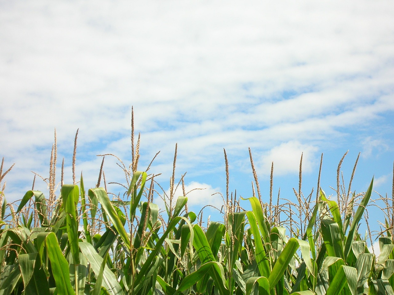 corn corn field plantation free photo