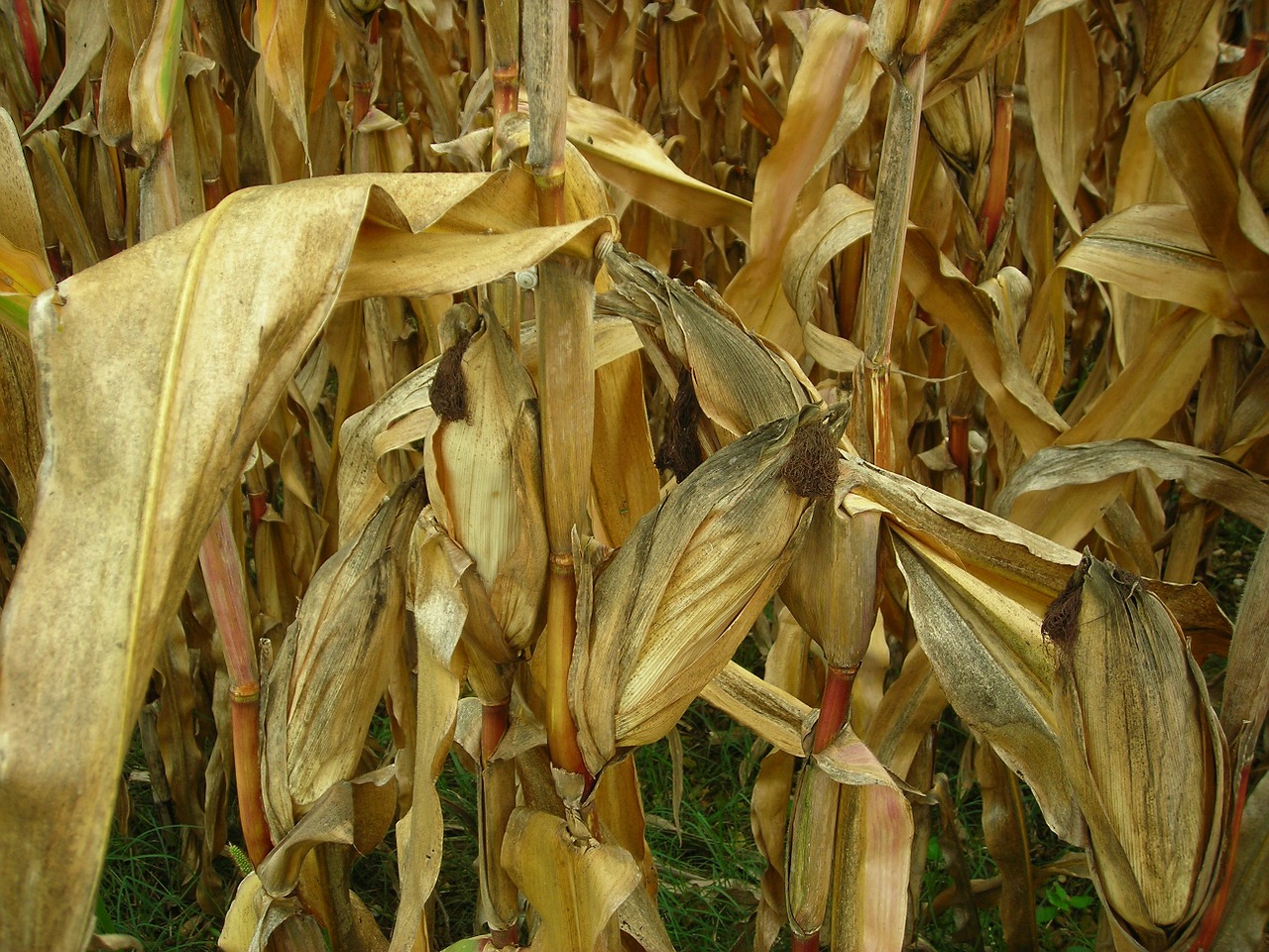 corn leaves field free photo