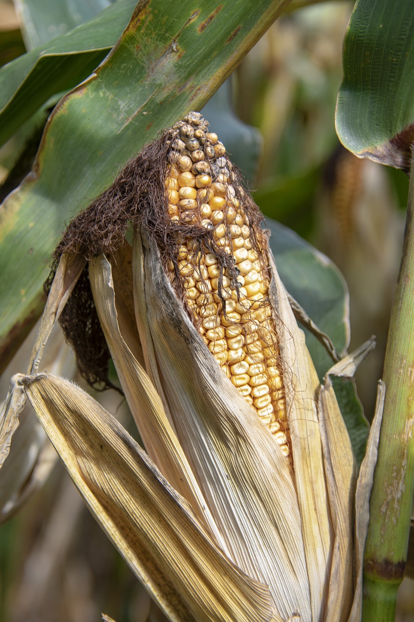 corn  farm  nature free photo