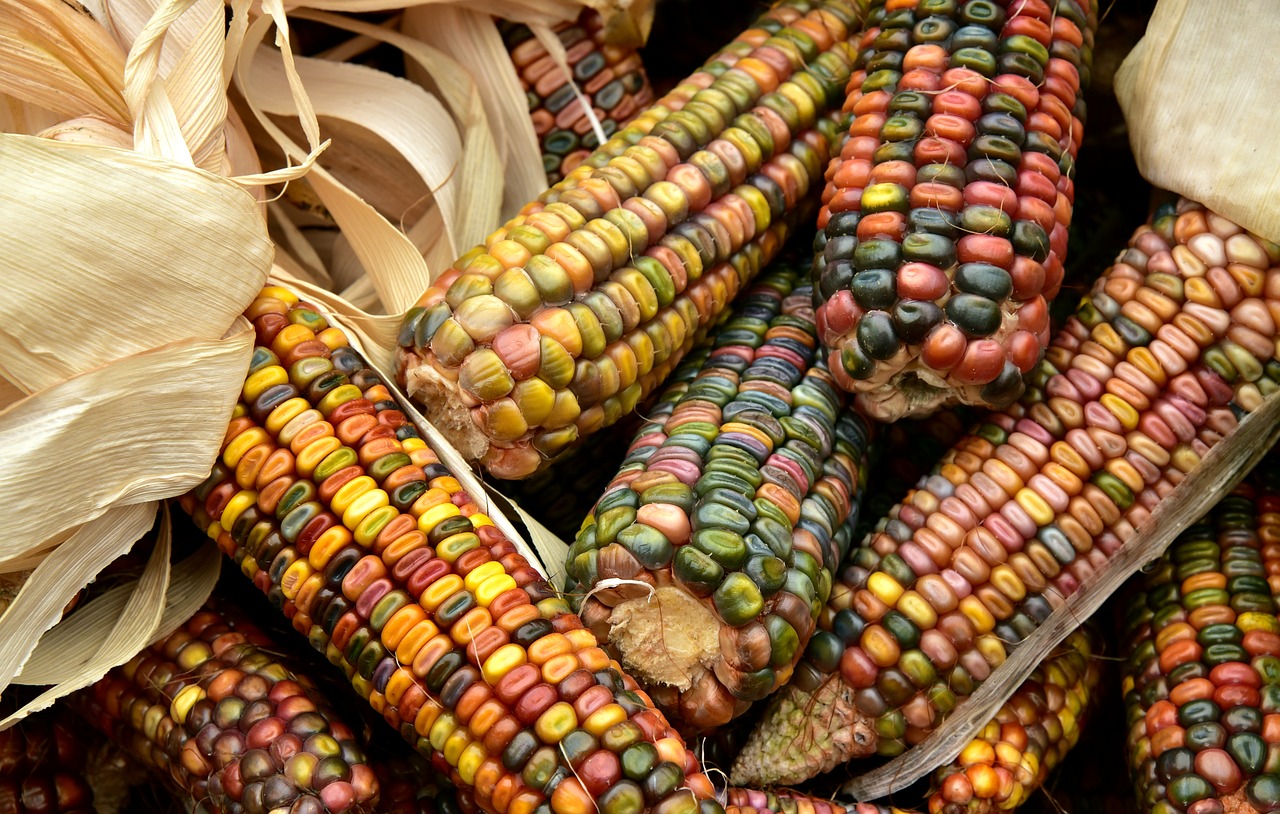 corn  harvest  food free photo