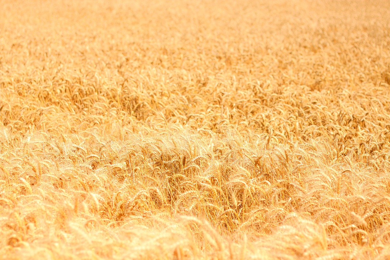 corn  field  agriculture free photo