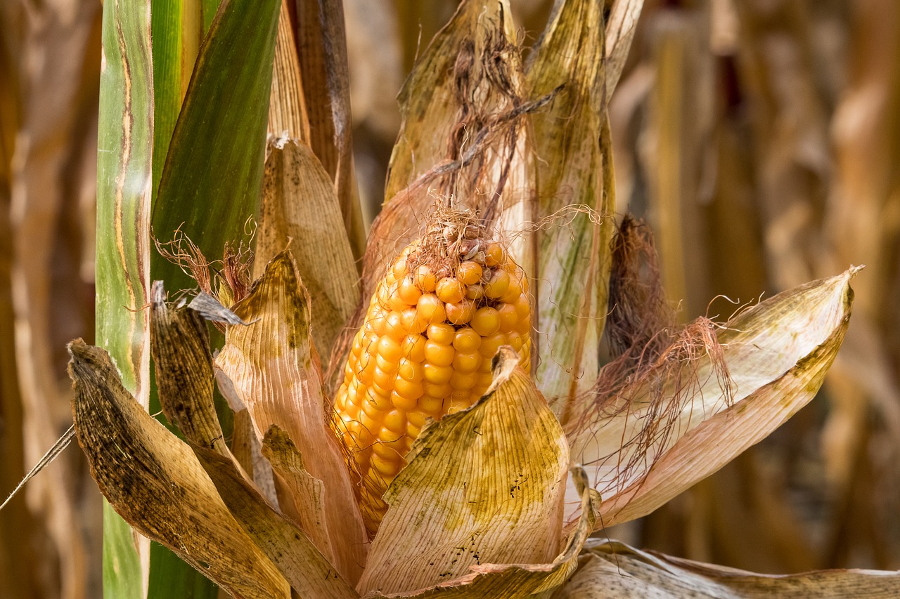 corn  corn on the cob  plant free photo