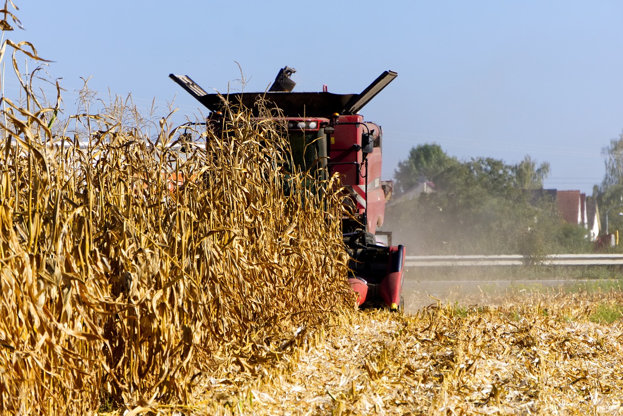 corn  harvest  combine harvester free photo