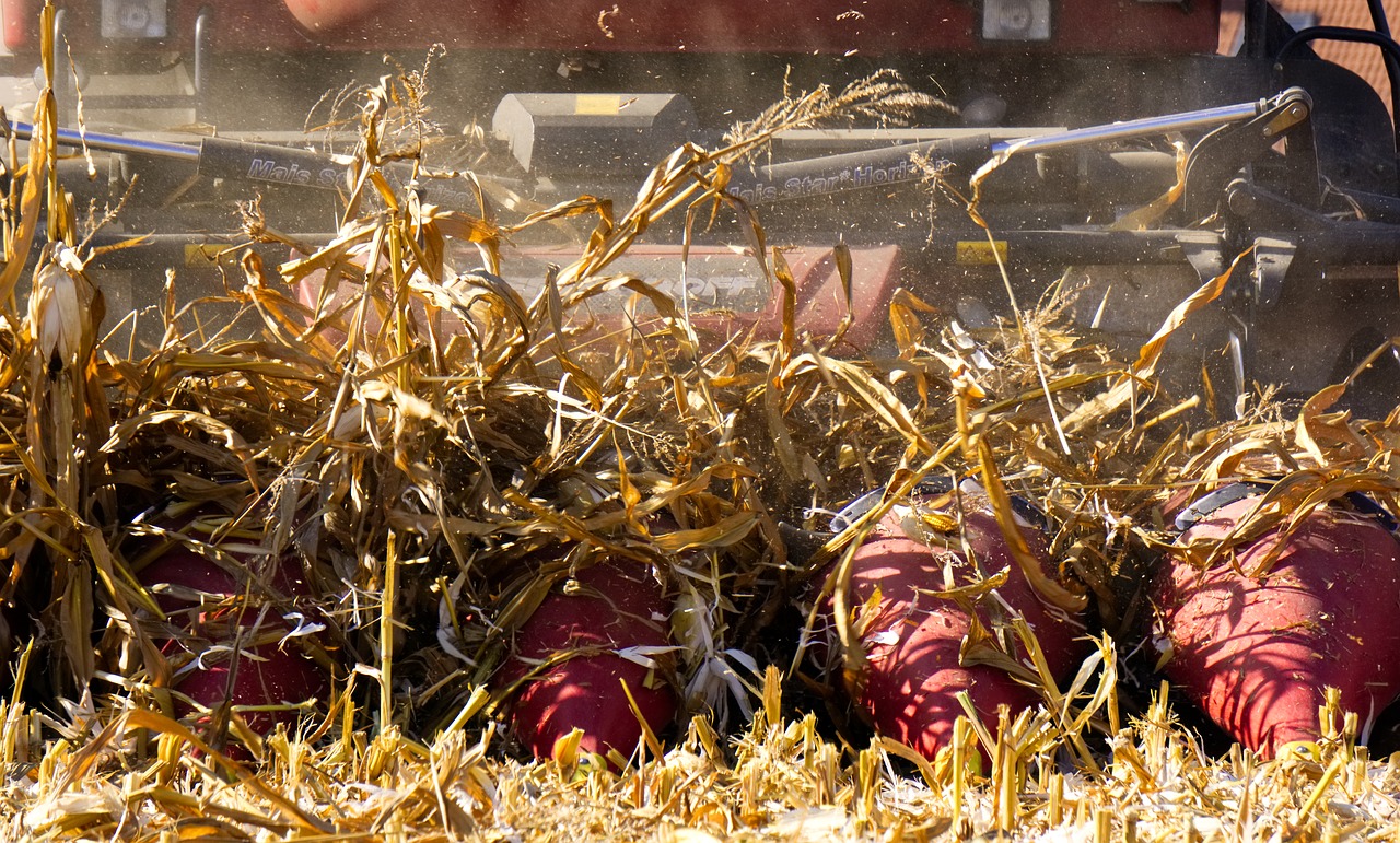 corn  harvest  combine harvester free photo