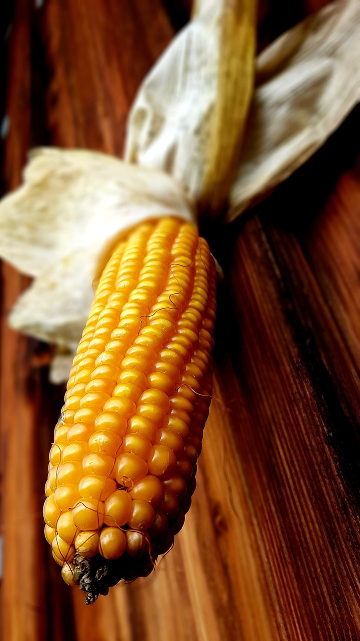 corn  corn on the cob  yellow free photo