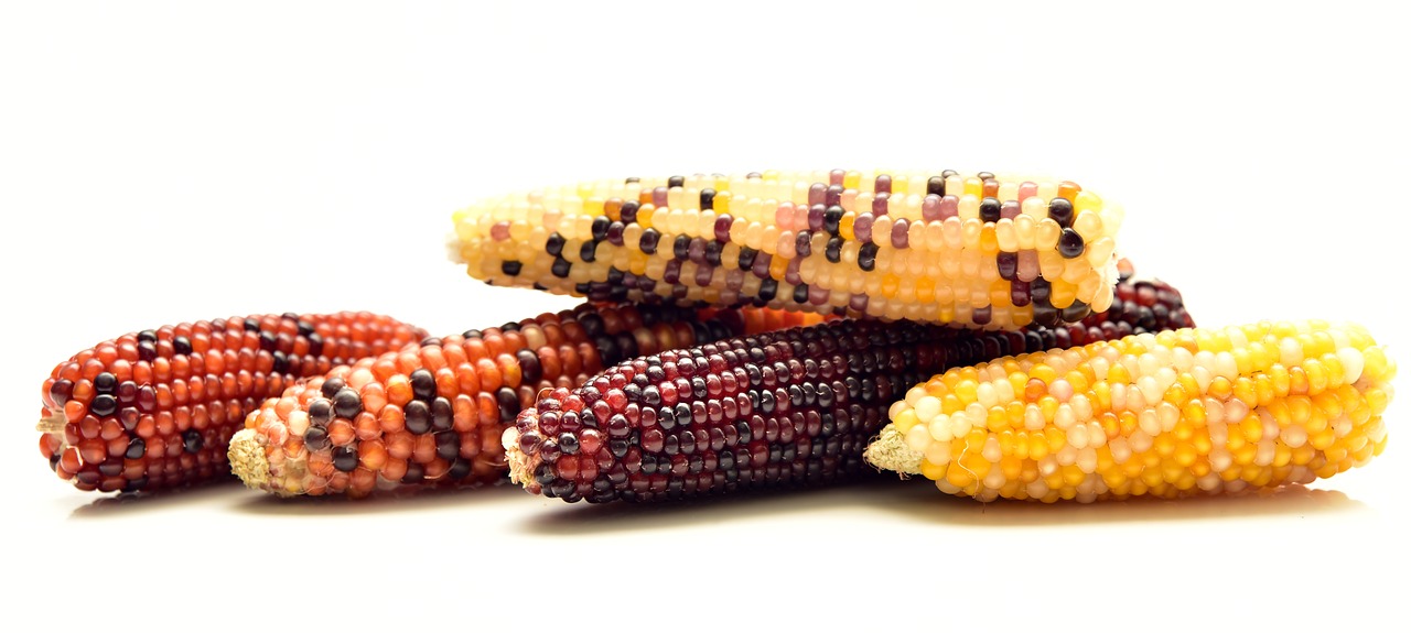 corn  ornamental corn  decoration free photo