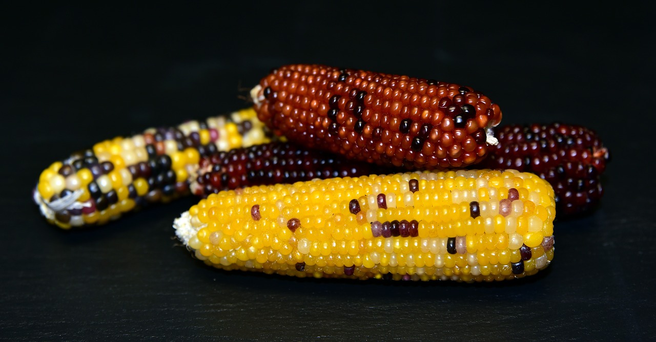 corn  ornamental corn  decoration free photo