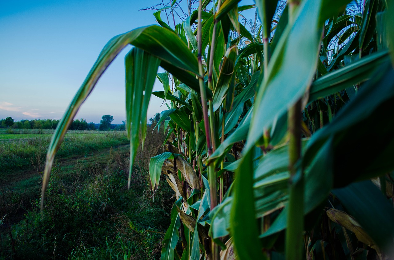 corn  field  agriculture free photo