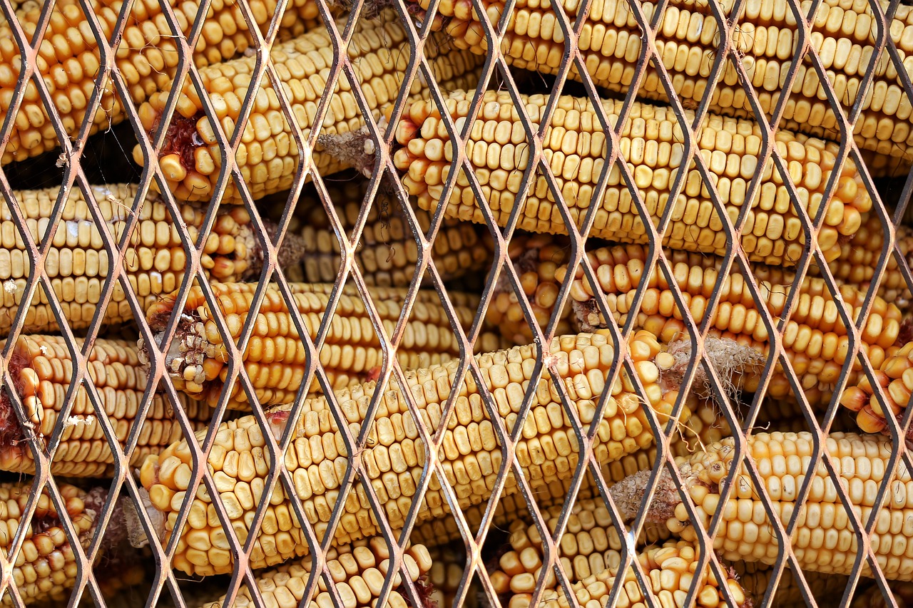 corn  food  stored free photo