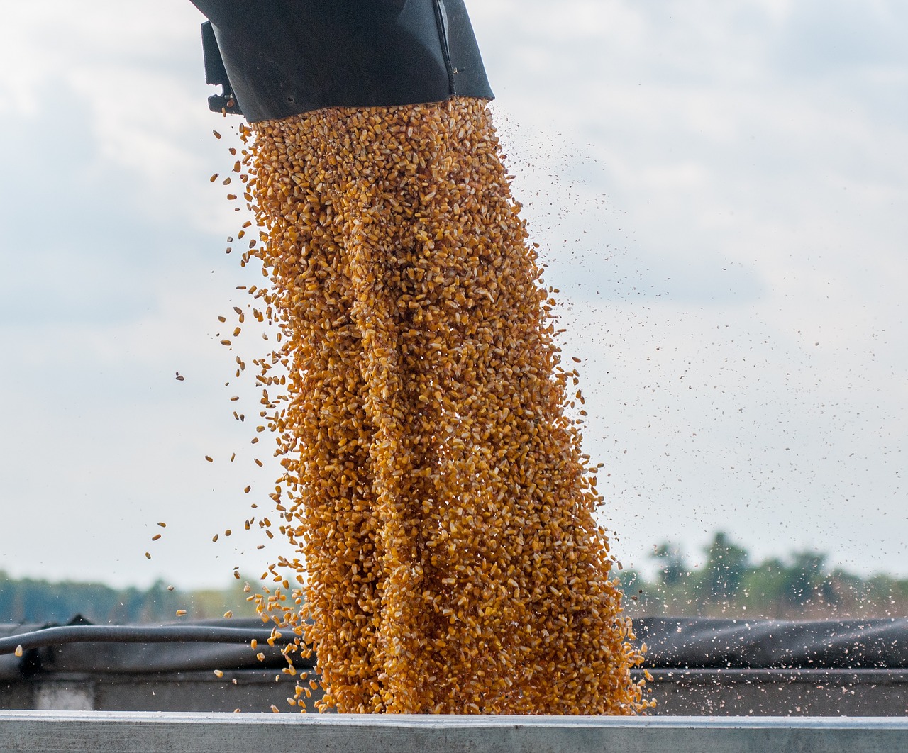 corn  feed  combine free photo