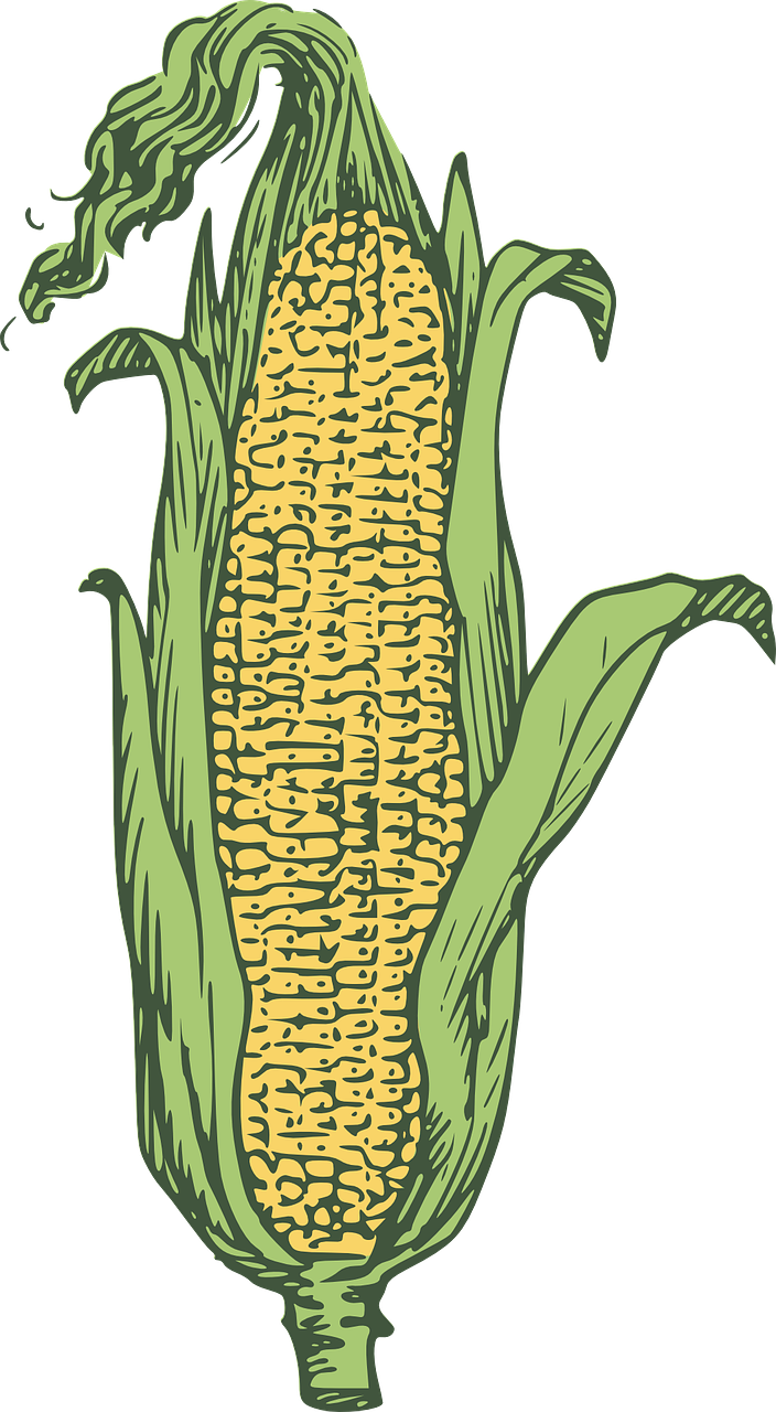 corn kernels yellow free photo