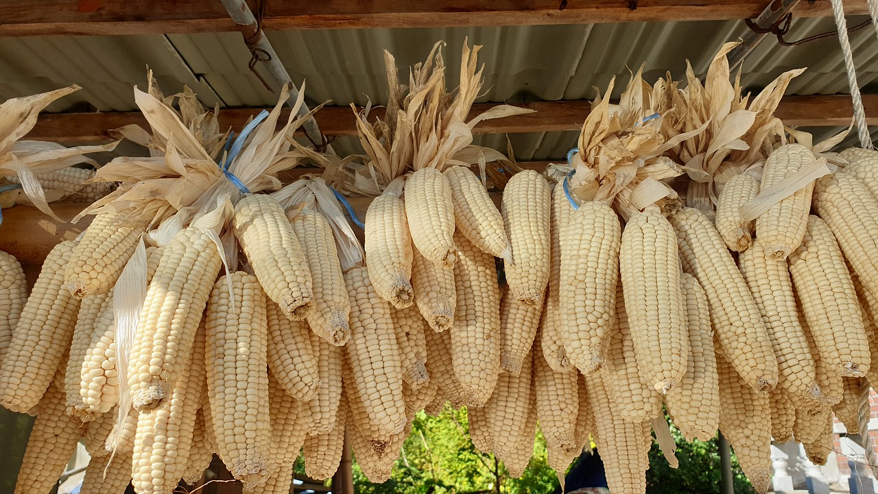 corn  grain  harvest free photo