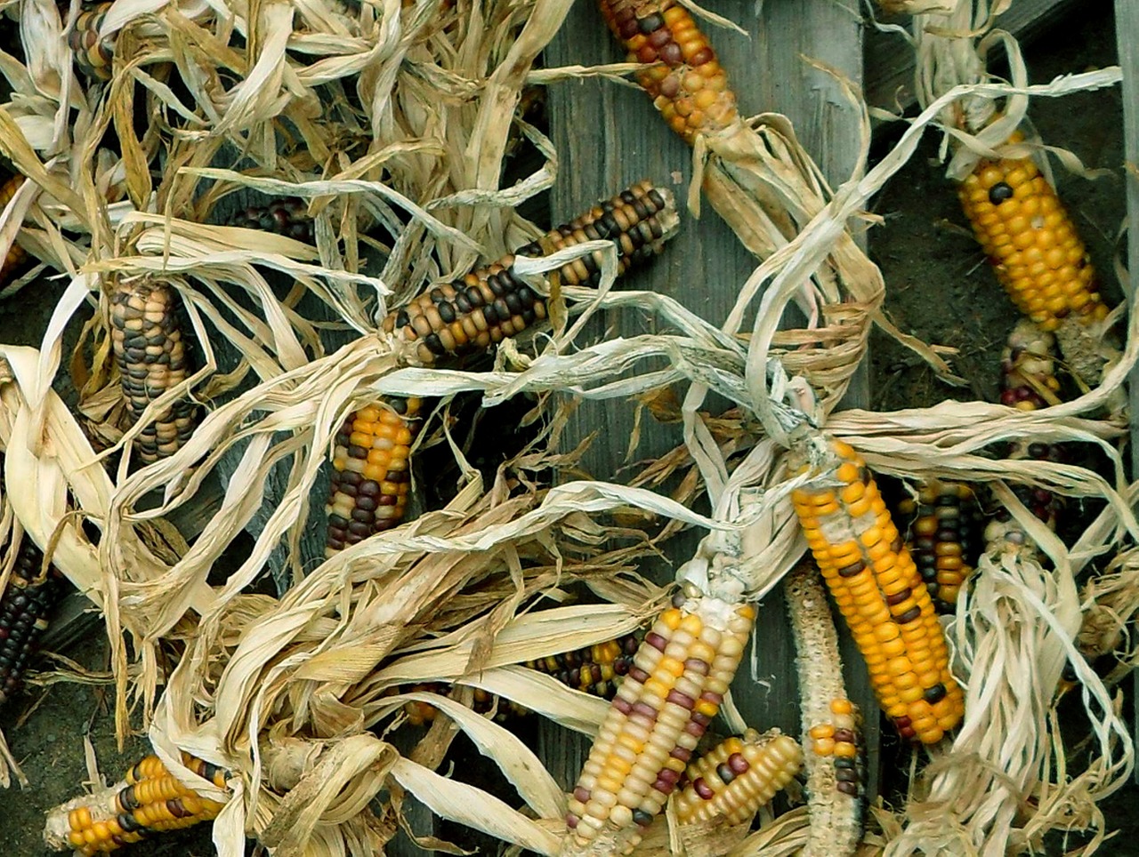 corn harvest maize free photo