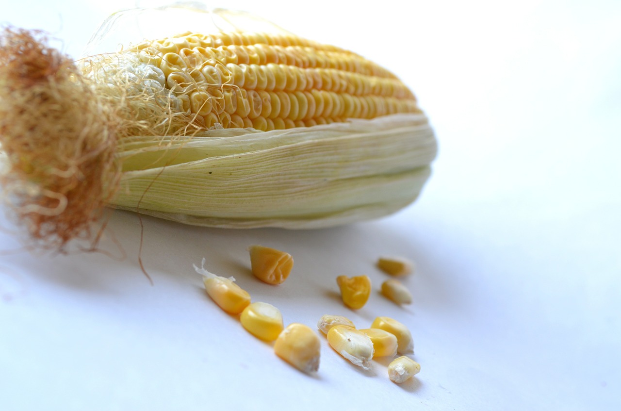 corn maize vegetables free photo