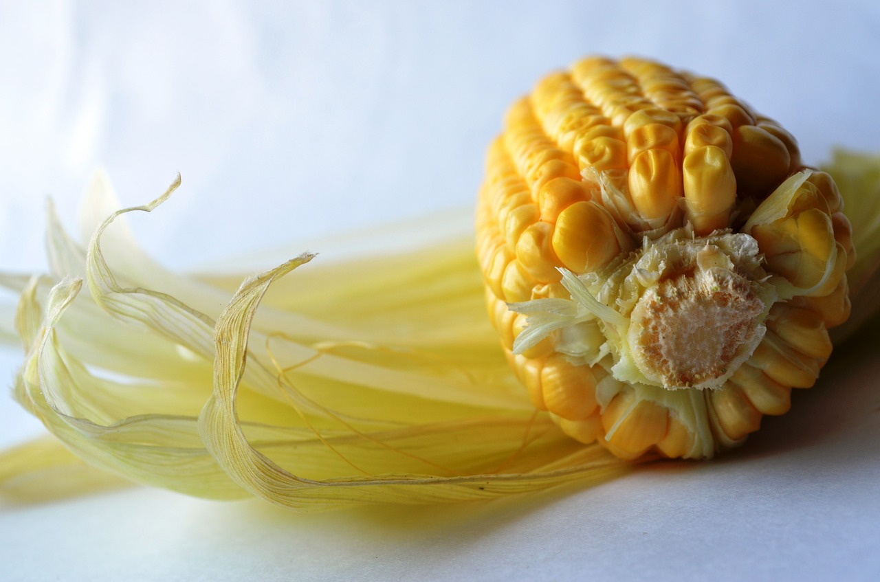 corn maize starch free photo