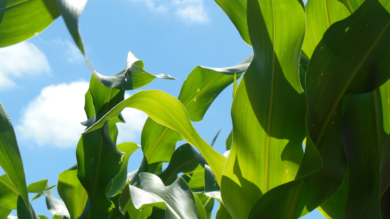 corn  green  agriculture free photo