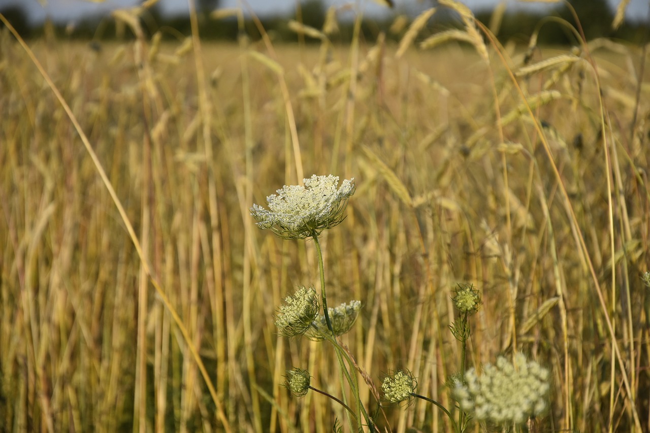 corn  fields  weed free photo