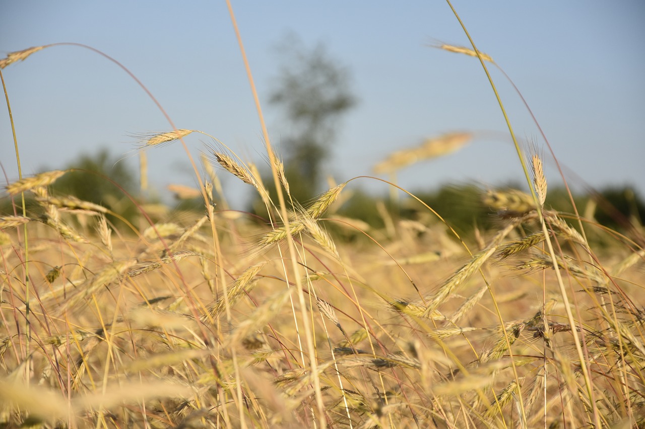 corn  field  nature free photo