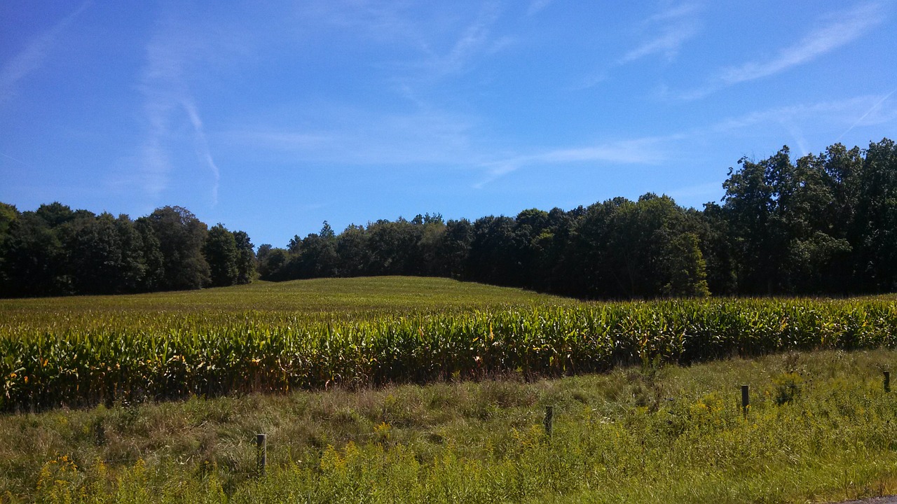 corn cornfield landscape free photo