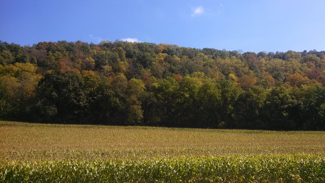 corn cornfield fall free photo