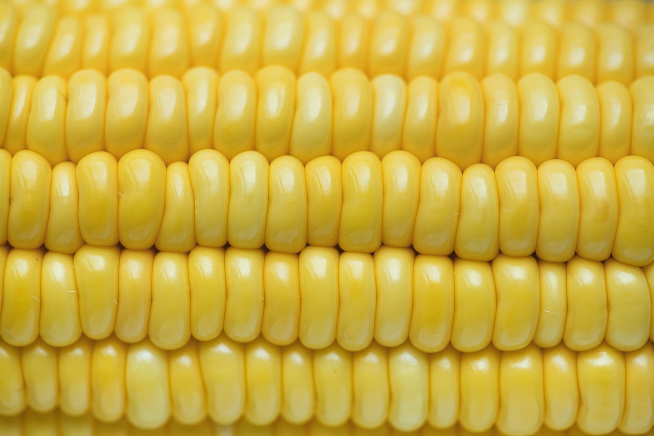 corn  agriculture  corn texture free photo