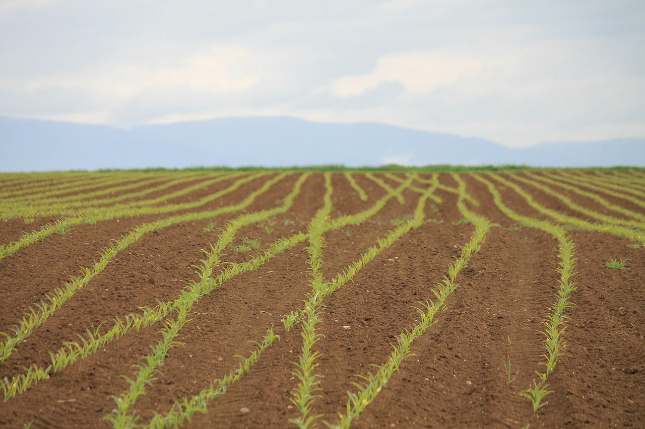 corn  corn seed  cornfield free photo