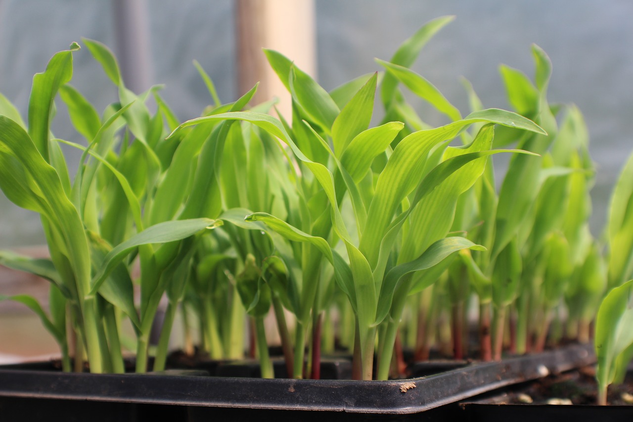 corn  seed starting in container  growing corn free photo