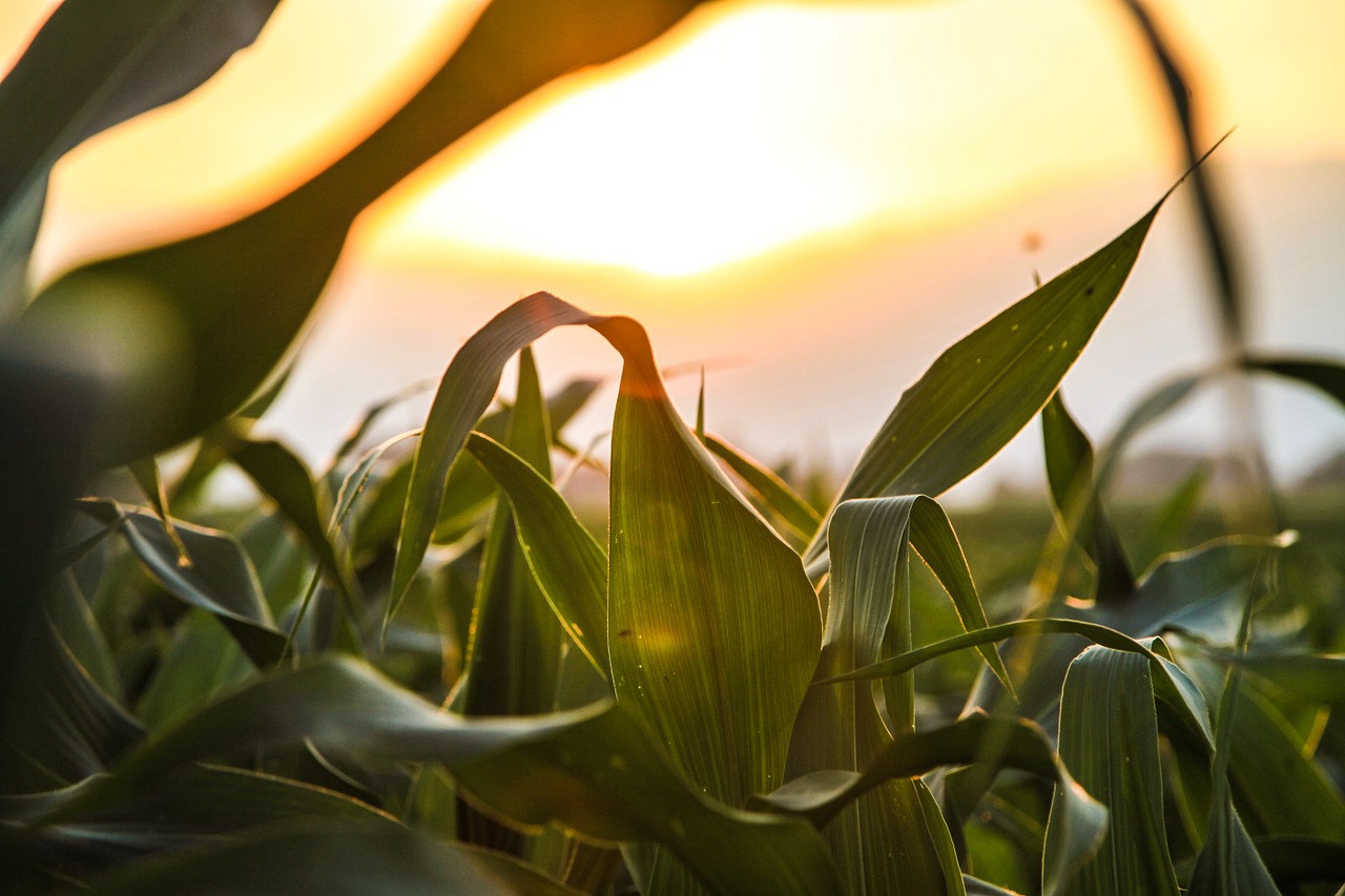 corn country field free photo