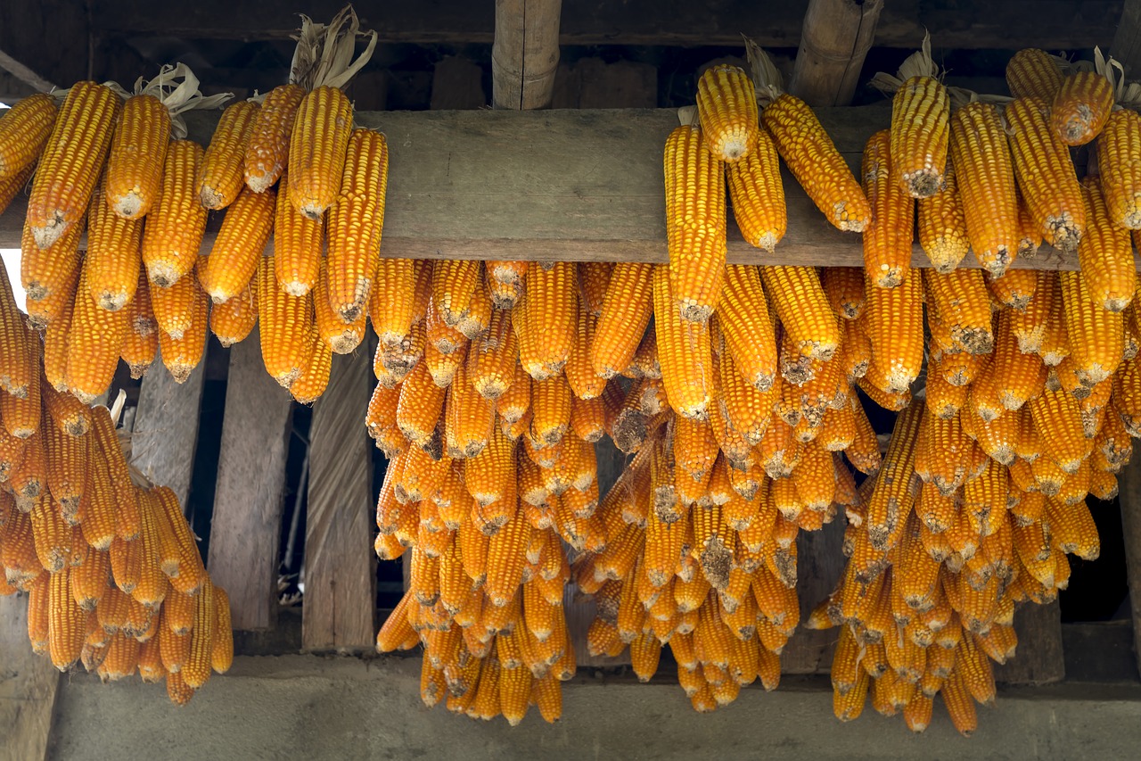 corn  vietnam  natural free photo
