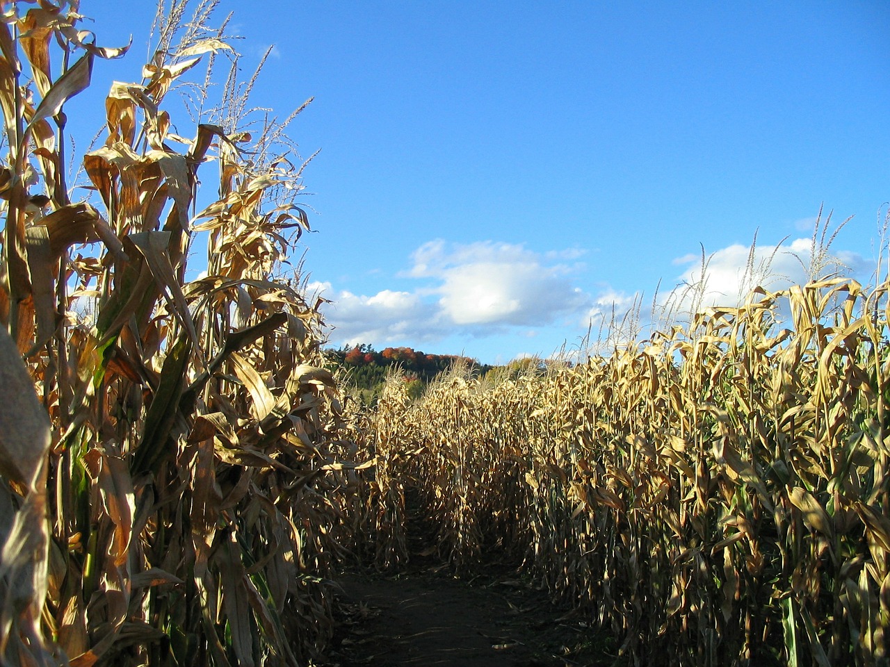 corn maze fall free photo