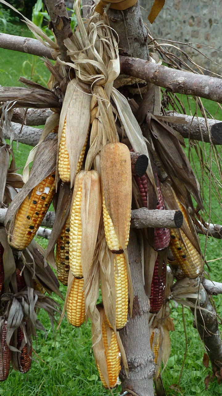 corn food harvest free photo