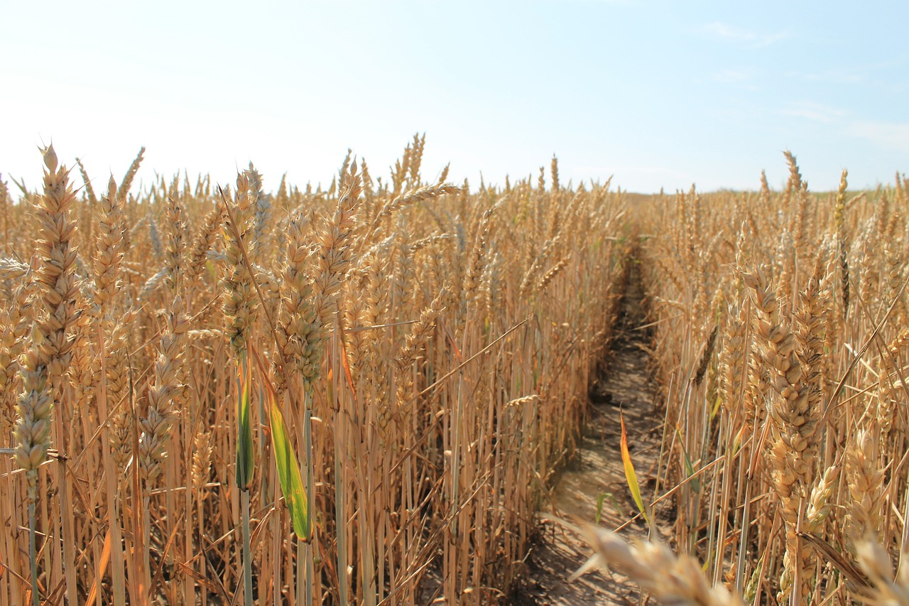 corn harvest grains free photo