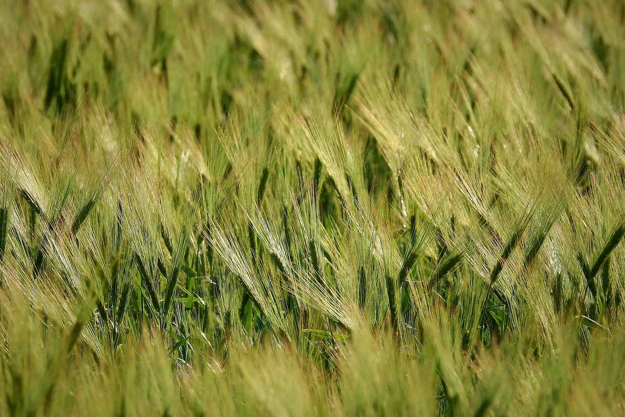 corn  spring  field free photo