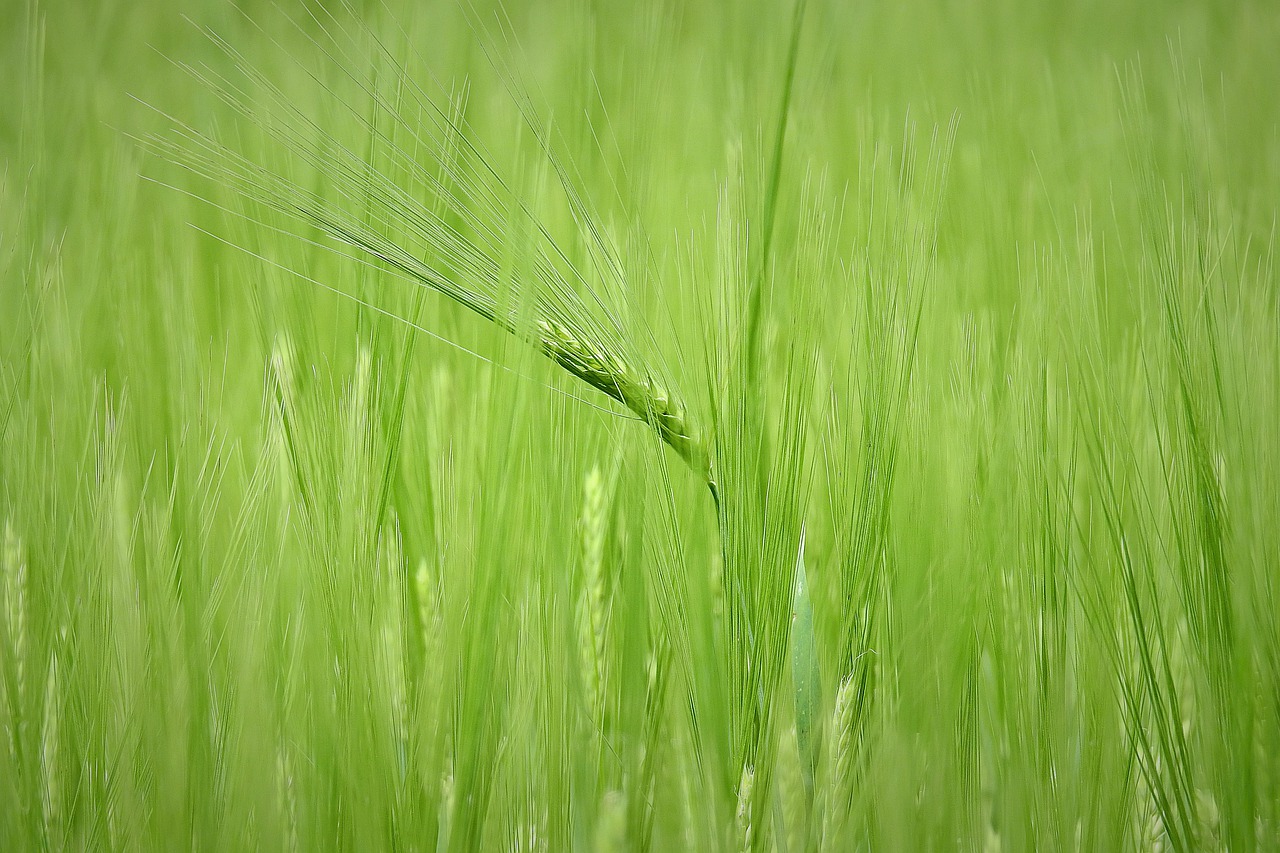 corn  agriculture  field free photo