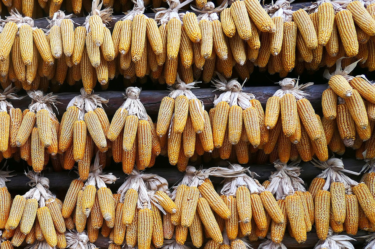 corn  drying  china free photo
