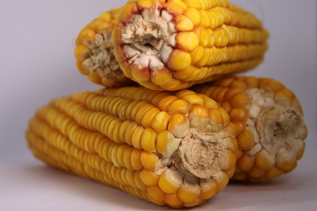 corn  vegetables  food free photo