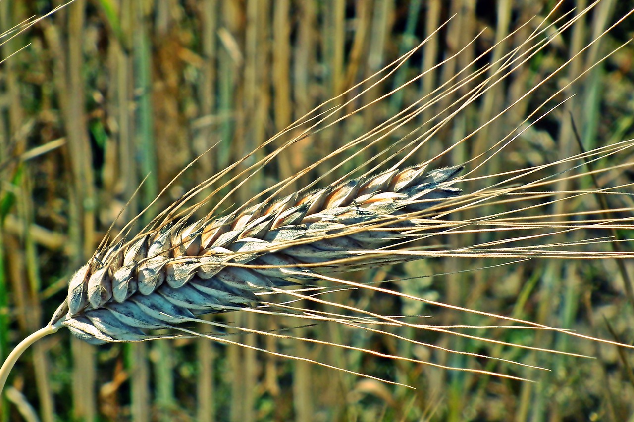 corn  kłos  summer free photo