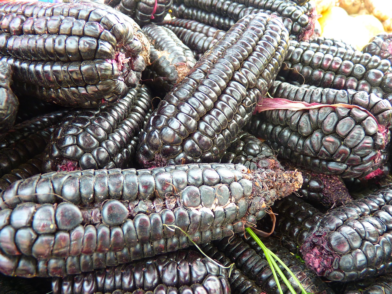corn black maize food free photo